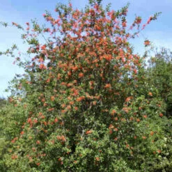Embothrium Coccineum - Chilean Flame Tree -Future Forests Embothrium coccineum 05