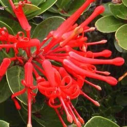 Embothrium Coccineum - Chilean Flame Tree -Future Forests Embothrium coccineum 06