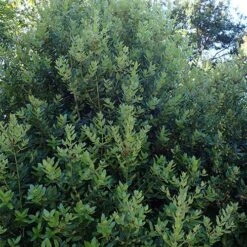 Eucryphia Cordifolia -Future Forests Eucryphia cordifolia 03