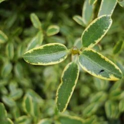 Eucryphia Lucida Gilt Edge -Future Forests Eucryphia lucida Gilt Edge 05