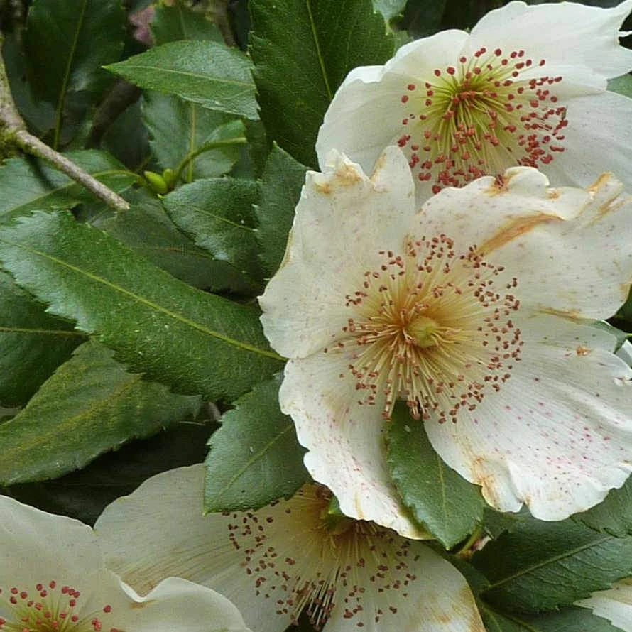 Eucryphia X Nymansensis Nymansay 1 Eucryphia X Nymansensis Nymansay