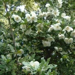 Eucryphia X Nymansensis Nymansay 6 Eucryphia X Nymansensis Nymansay -Future Forests Eucryphia x nymansensis03
