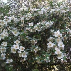 Eucryphia X Nymansensis Nymansay 7 Eucryphia X Nymansensis Nymansay -Future Forests Eucryphia x nymansensis04