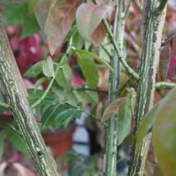 Euonymus Alatus Compacta 6 Euonymus Alatus Compacta -Future Forests Euonymous alatus compactus FF02 f25863f6 8e6c 4d10 89b2 9e0e82aa258c