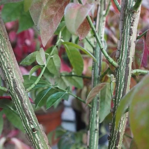 Euonymus Alatus Compacta 3 Euonymus Alatus Compacta - Image 3