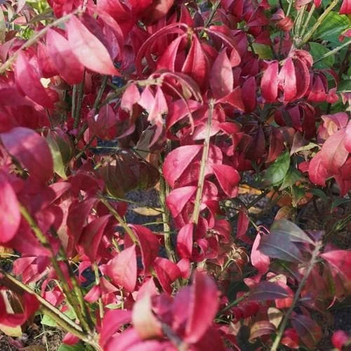 Euonymus Alatus Compacta 2 Euonymus Alatus Compacta - Image 2