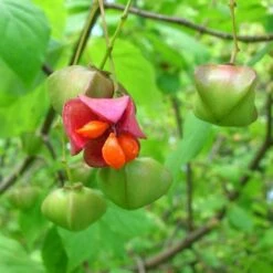 Euonymus Latifolius -Future Forests Euonymus latifolius 08