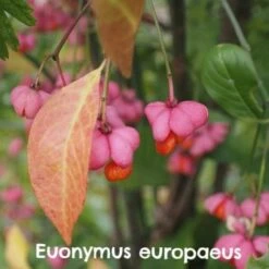 Native Wildlife Fruiting Hedge Mix -Future Forests Euonymus europaeus FF