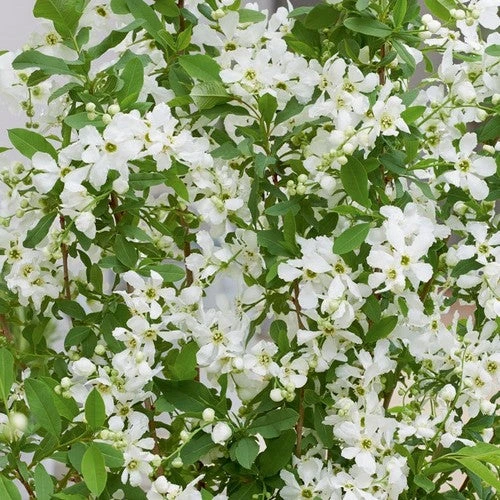 Exochorda Racemosa Blushing Pearl 1 Exochorda Racemosa Blushing Pearl