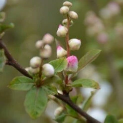 Exochorda Racemosa Blushing Pearl 5 Exochorda Racemosa Blushing Pearl -Future Forests Exochordarac. BlushingPearl 2