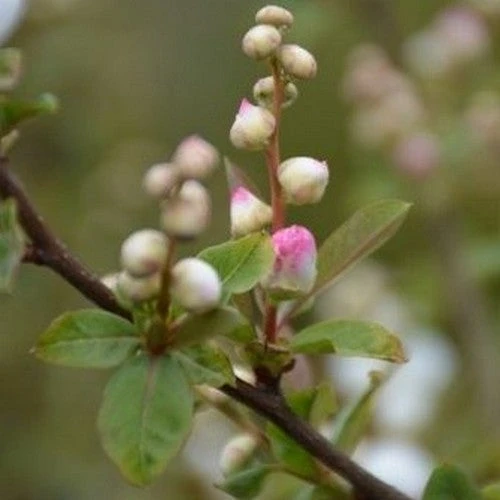 Exochorda Racemosa Blushing Pearl 3 Exochorda Racemosa Blushing Pearl - Image 3