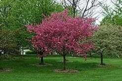 Malus Prairie Fire - Flowering Crab Apple -Future Forests F002 17