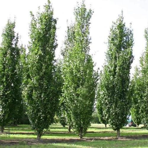 Fagus Sylvatica Dawyck 1 Fagus Sylvatica Dawyck