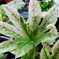 Fatsia Japonica Spider's Web 8 Fatsia Japonica Spider's Web -Future Forests Fatsia japonica Spider s Web 01