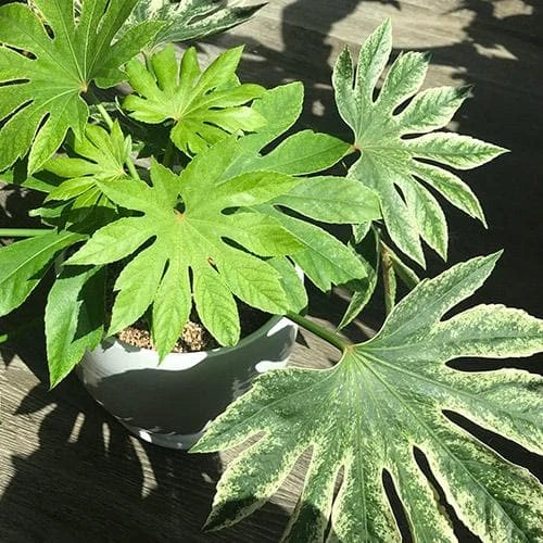 Fatsia Japonica Spider's Web 2 Fatsia Japonica Spider's Web - Image 2