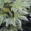 Fatsia Japonica Spider's Web