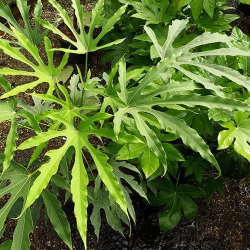 Fatsia Polycarpa Green Fingers 2 Fatsia Polycarpa Green Fingers - Image 2