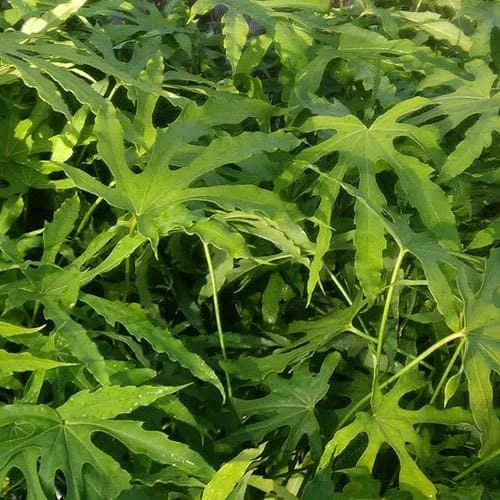 Fatsia Polycarpa Green Fingers 4 Fatsia Polycarpa Green Fingers - Image 4