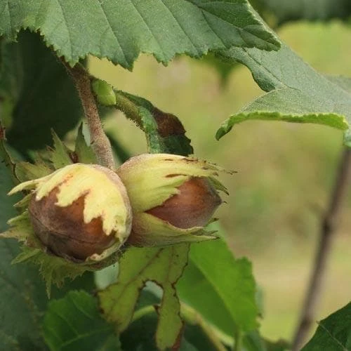 Filbert - Corylus Avellana Hall’s Giant 2 Filbert - Corylus Avellana Hall’s Giant - Image 2