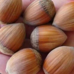 Filbert - Corylus Avellana Hall’s Giant -Future Forests Filbert Halls Giant 02