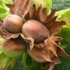 Filbert - Corylus Avellana Hall’s Giant -Future Forests Filbert Halls Giant 03