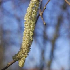 Filbert - Corylus Avellana Hall’s Giant 9 Filbert - Corylus Avellana Hall’s Giant -Future Forests Filbert Halls Giant 04