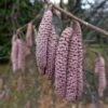 Filbert - Corylus Maxima Purpurea