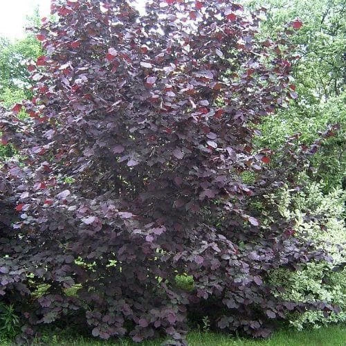 Filbert - Corylus Maxima Purpurea 2 Filbert - Corylus Maxima Purpurea - Image 2