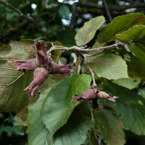 Filbert - Corylus Maxima Purpurea 4 Filbert - Corylus Maxima Purpurea - Image 4