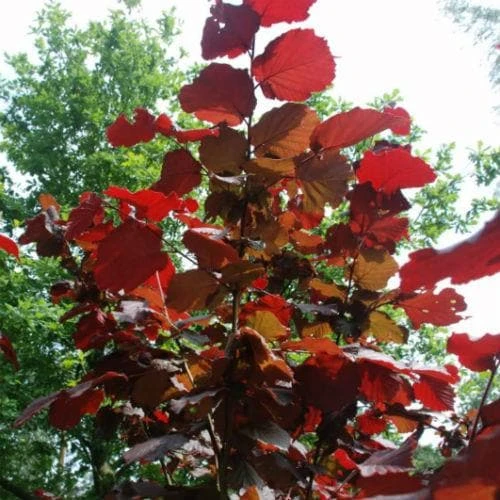 Filbert - Corylus Maxima Red Filbert 2 Filbert - Corylus Maxima Red Filbert - Image 2