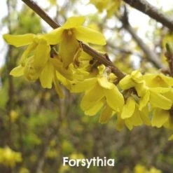 Mixed Flowering Hedge -Future Forests Forsythia x intermedia Spectabilis 838e17f3 dbdd 4393 b093 043f88645647