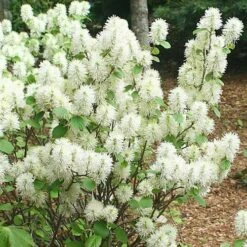 Fothergilla Intermedia Mount Airy
