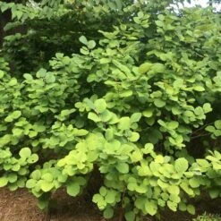 Fothergilla Intermedia Mount Airy -Future Forests Fothergilla intermedia Mount Airy 05