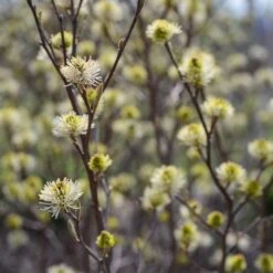 Fothergilla X Intermedia Blue Shadow