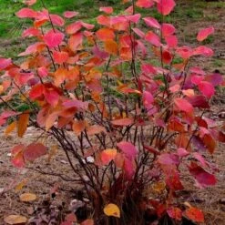 Fothergilla X Intermedia Blue Shadow -Future Forests Fothergilla int Blue Shadow 03