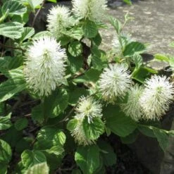 Fothergilla Intermedia Mount Airy -Future Forests Fothergilla intermedia Mount Airy06