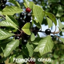 Native Wildlife Fruiting Hedge Mix -Future Forests Frangula alnus
