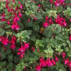 Seaside Hedge Mix -Future Forests Fuchsia riccartonii 01