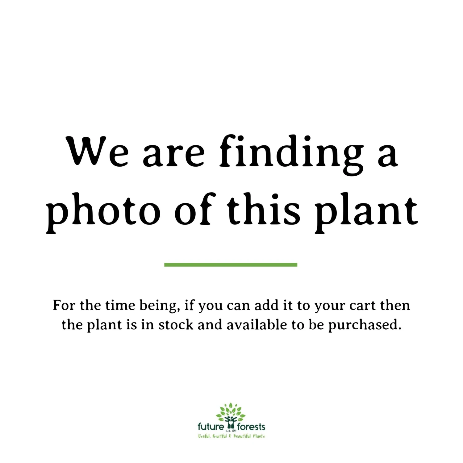 Cryptomeria Japonica Araucarioides 1 Cryptomeria Japonica Araucarioides