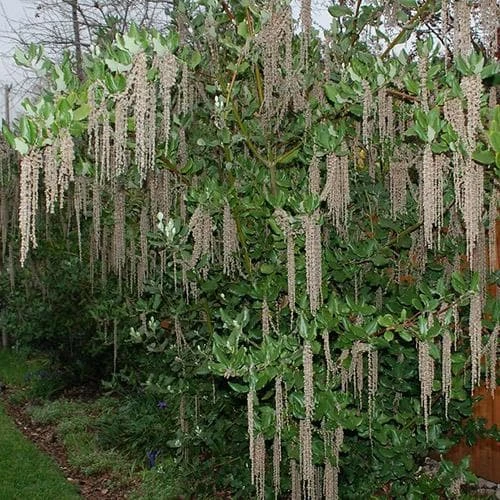 Garrya Elliptica James Roof 2 Garrya Elliptica James Roof - Image 2