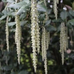 Garrya Elliptica James Roof 8 Garrya Elliptica James Roof -Future Forests Garrya elliptica James Roof 03
