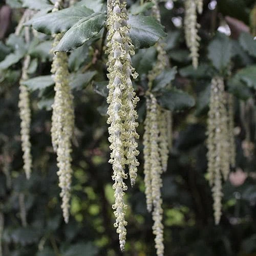 Garrya Elliptica James Roof 3 Garrya Elliptica James Roof - Image 3