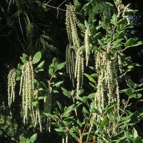 Garrya Elliptica James Roof 1 Garrya Elliptica James Roof
