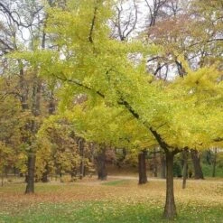 Ginkgo Biloba Horizontalis