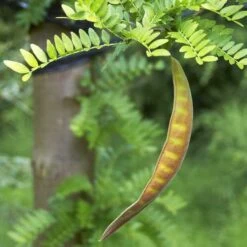 Gleditsia Tri Sunburst -Future Forests Gleditsia tri Sunburst 05