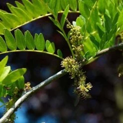 Gleditsia Tri Sunburst -Future Forests Gleditsia tri Sunburst 07