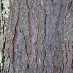 Gleditsia Tri Sunburst -Future Forests Gleditsia tri Sunburst 08