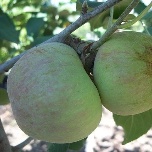 Apple Glenstal Cooker 2 Apple Glenstal Cooker - Image 2