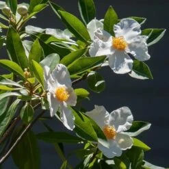 X Gordlinia Grandiflora -Future Forests Gordlinia grandiflora 06