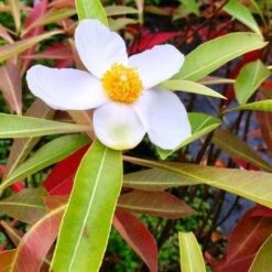 X Gordlinia Grandiflora -Future Forests Gordlinia grandiflora 07